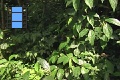 Scene 46_hssflight_Morpho peleides taking off banana bait landing on  nearby tree to take off again